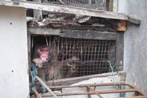 Thaiföldön egy majmot felszabadították, 25 éve lefoglalt egy ketrecben